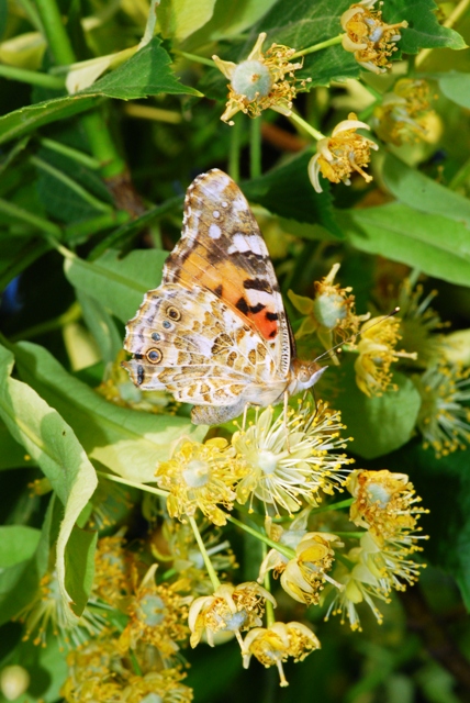 Vanessa cardui, migrazione?